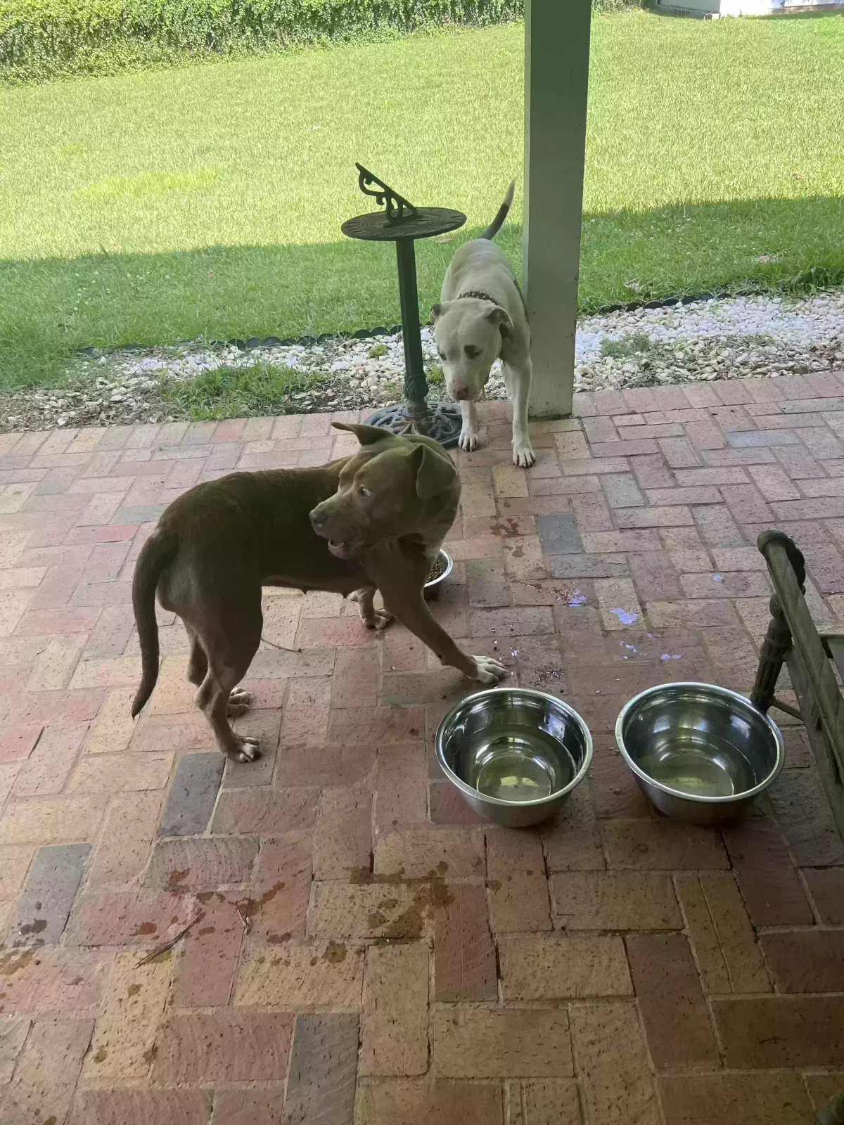 Found dog in Jackson, MS, 39209