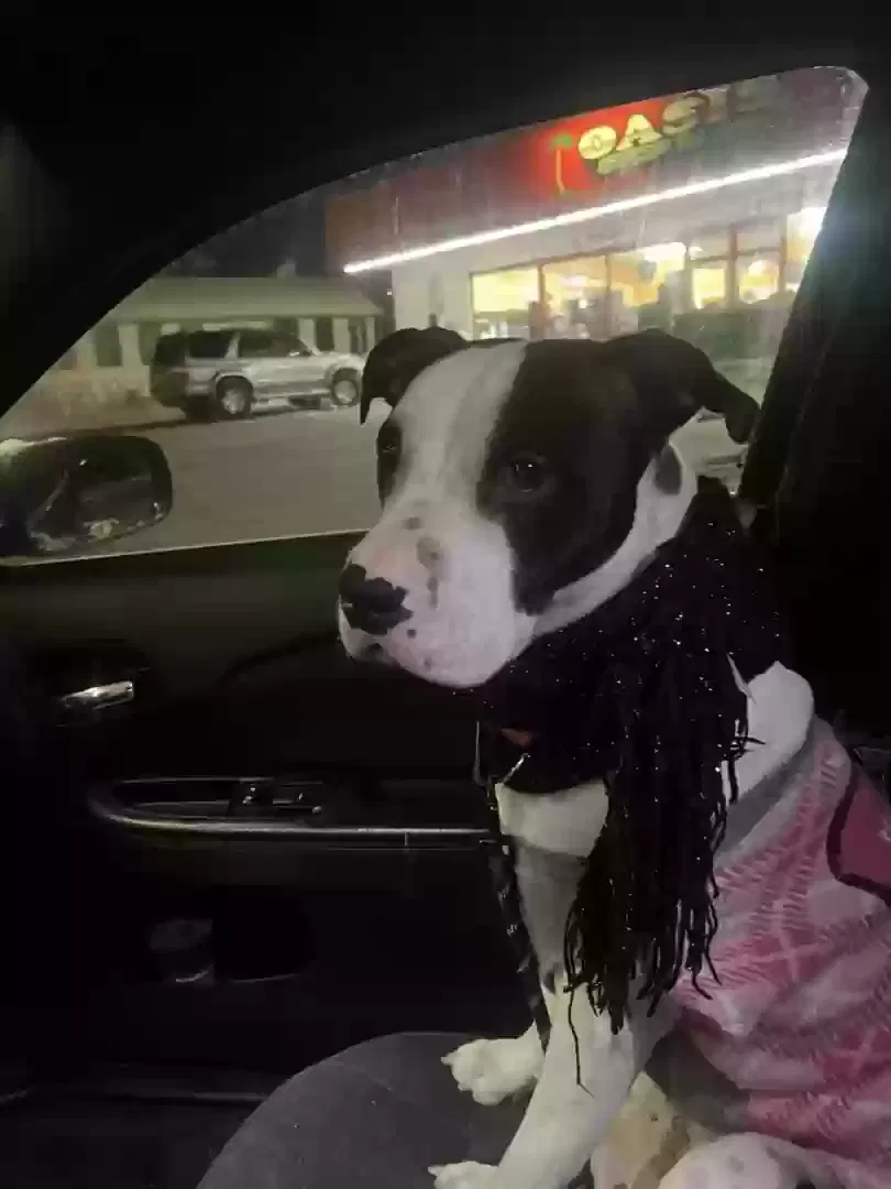 Lost dog in Buhl, ID, 83316
