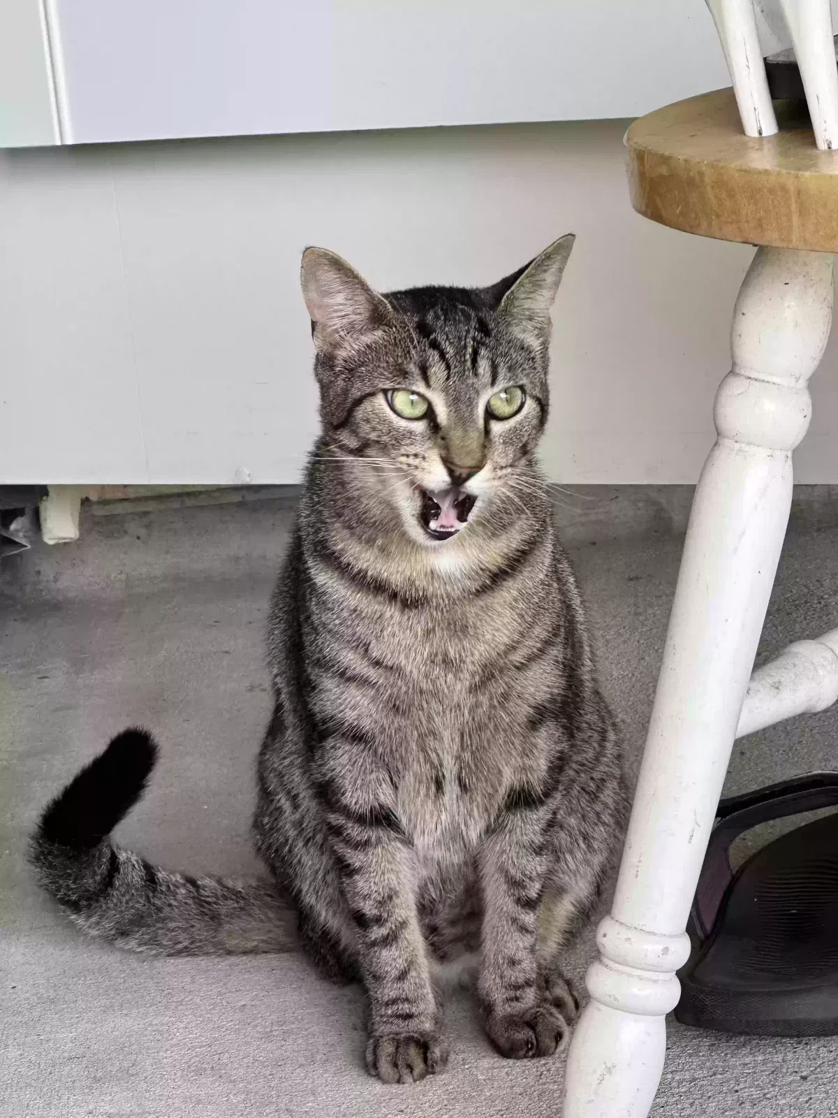 Lost cat in Friendswood, TX, 77546