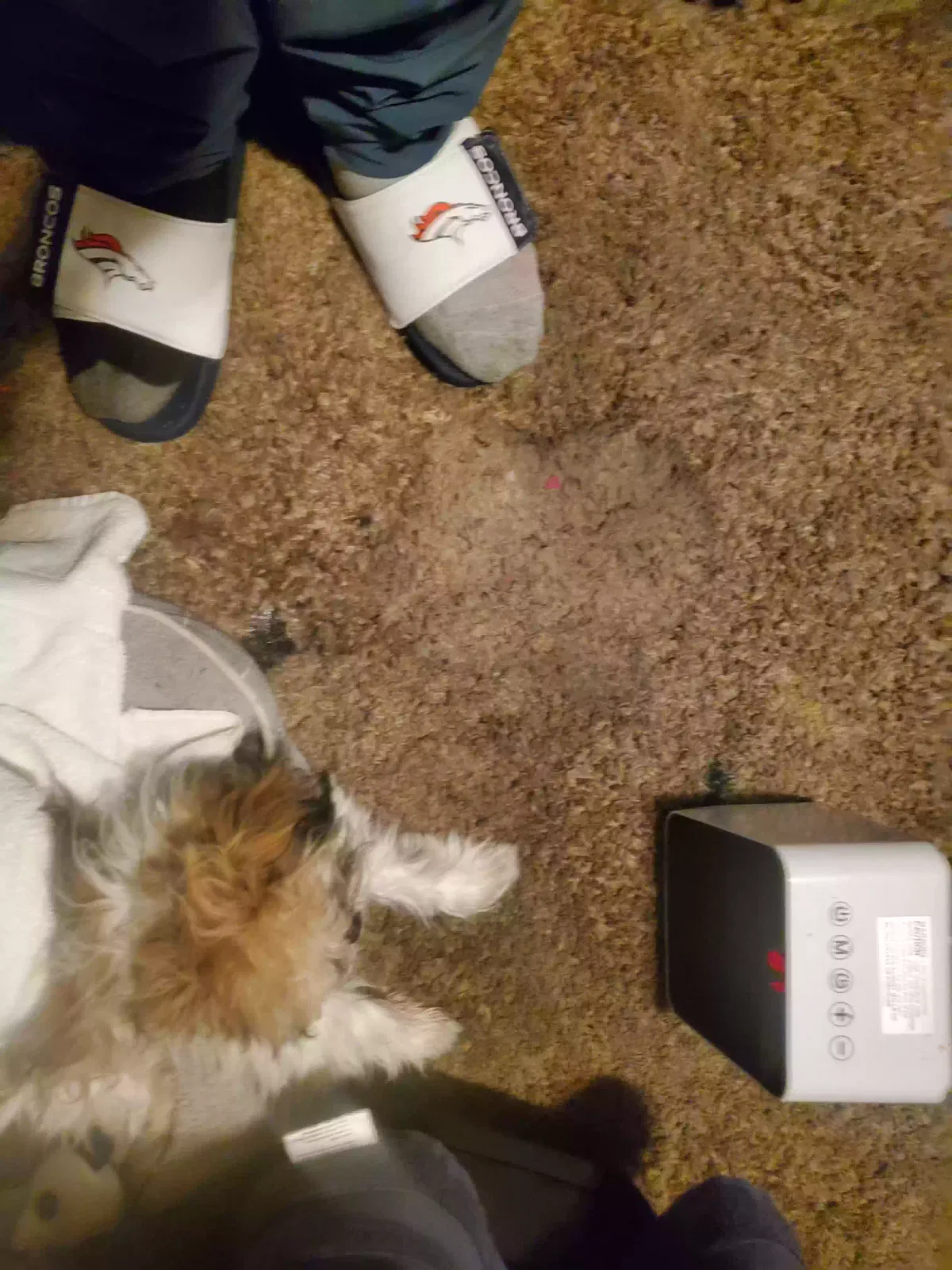 Lost dog in Denver, CO, 80229