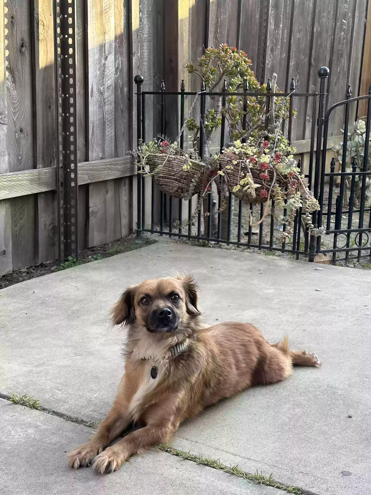 Lost dog in Ontario, CA, 91761