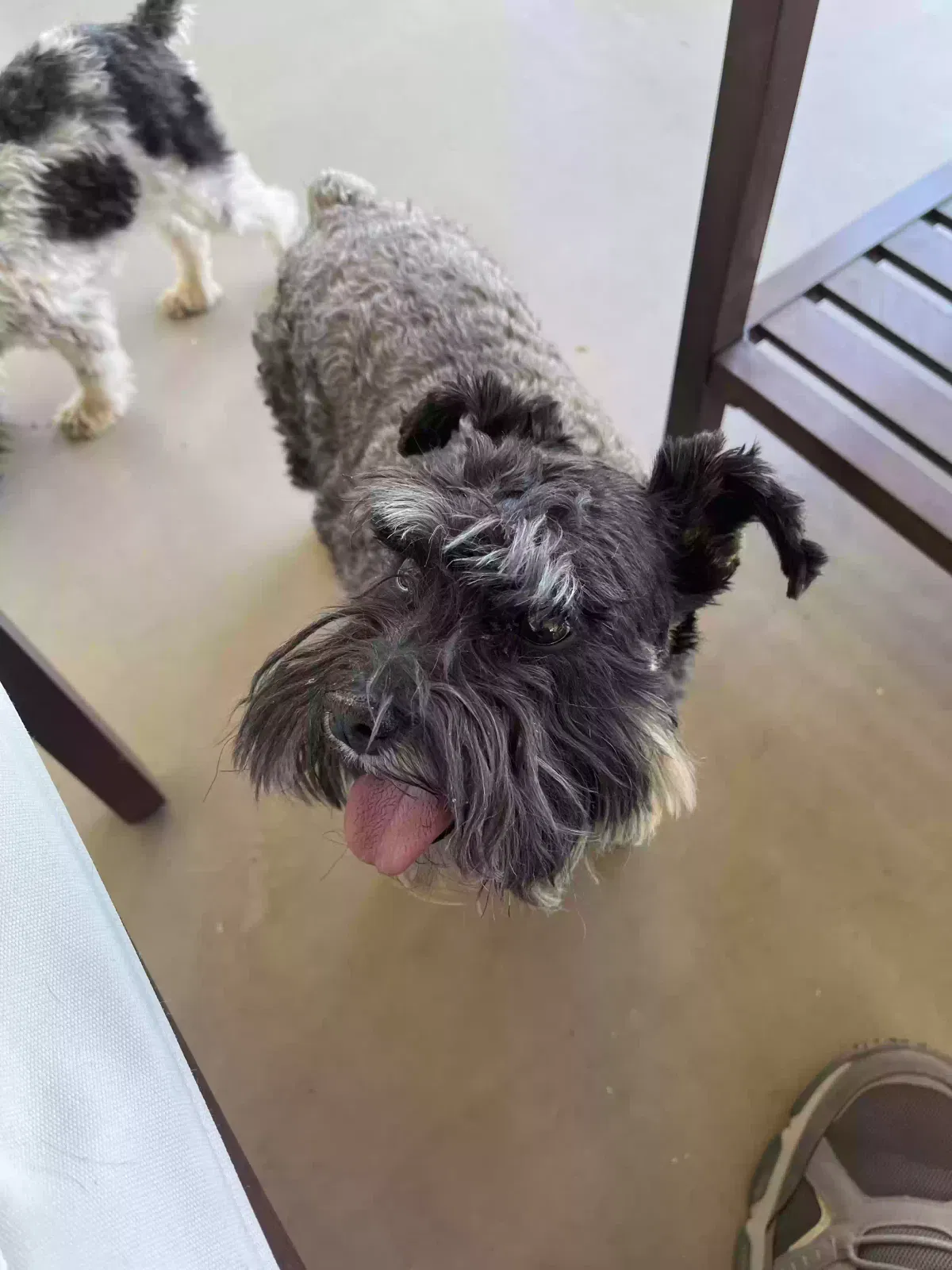 Found dog in Gilbert, AZ, 85298