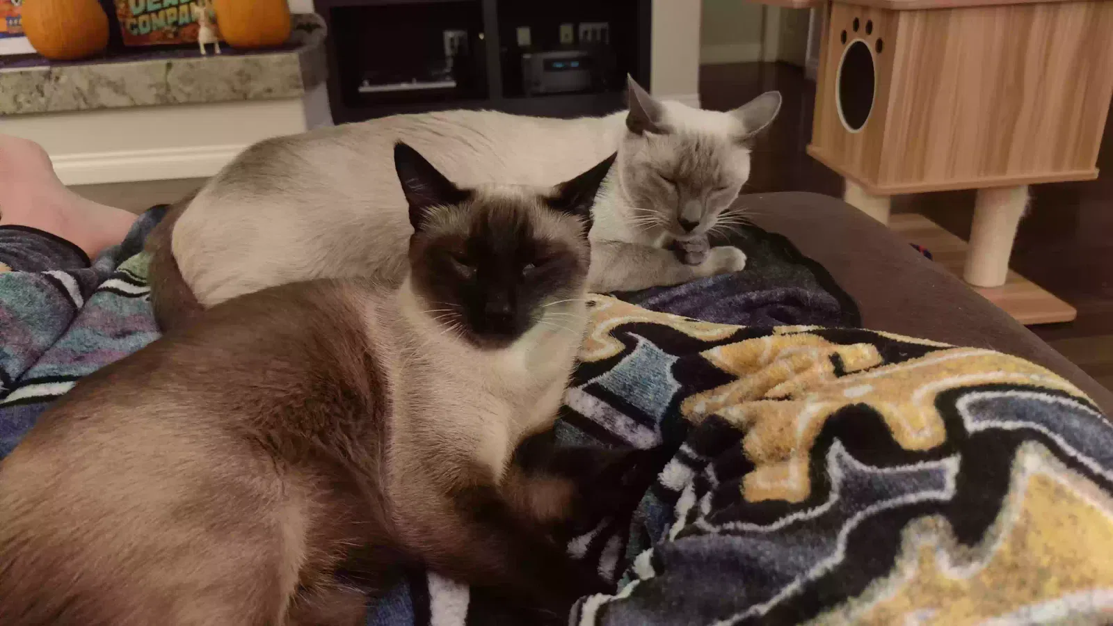 Lost cat in Wildomar, CA, 92595