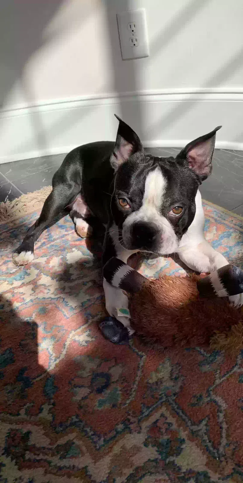 Lost dog in Jonesboro, GA, 30236