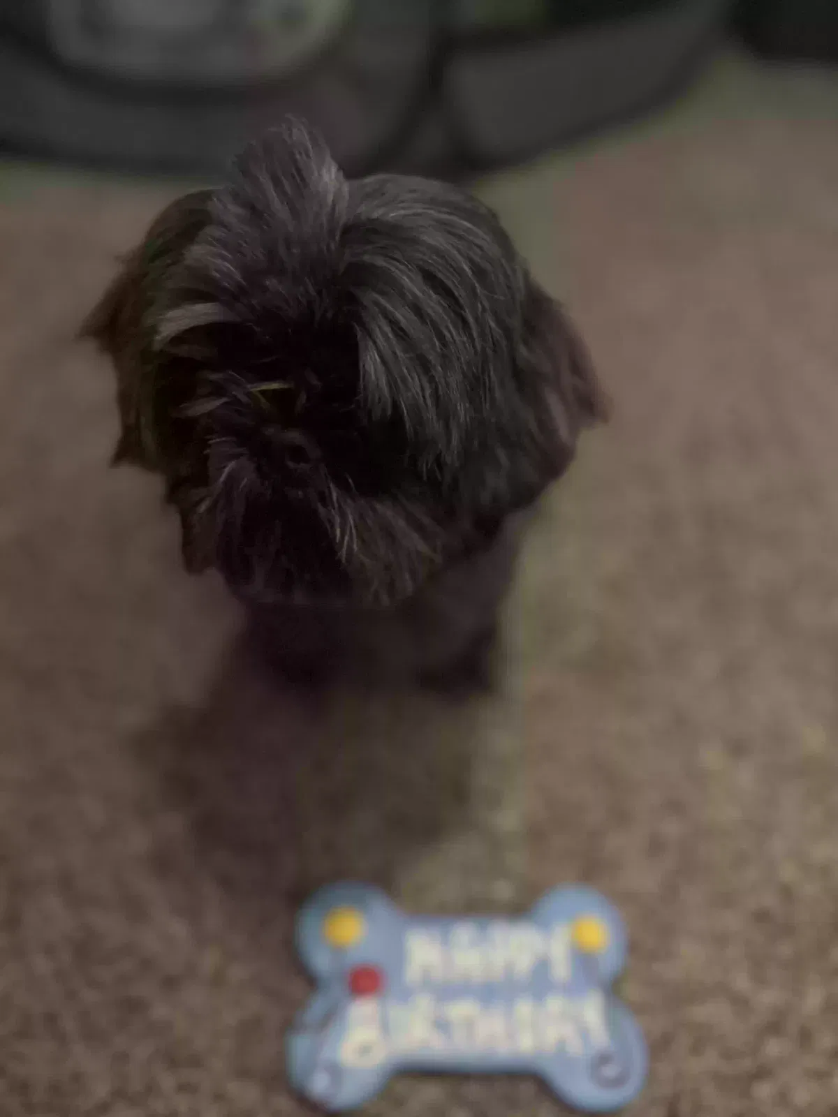 Lost dog in Sterling Heights, MI, 48310
