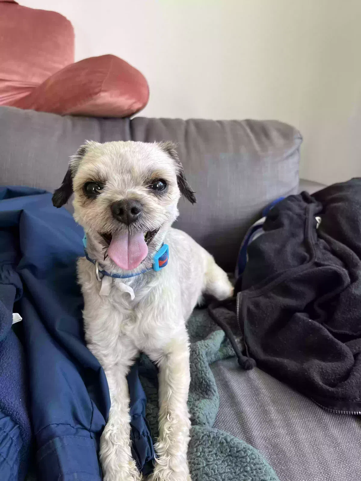 Lost dog in Torrance, CA, 90504