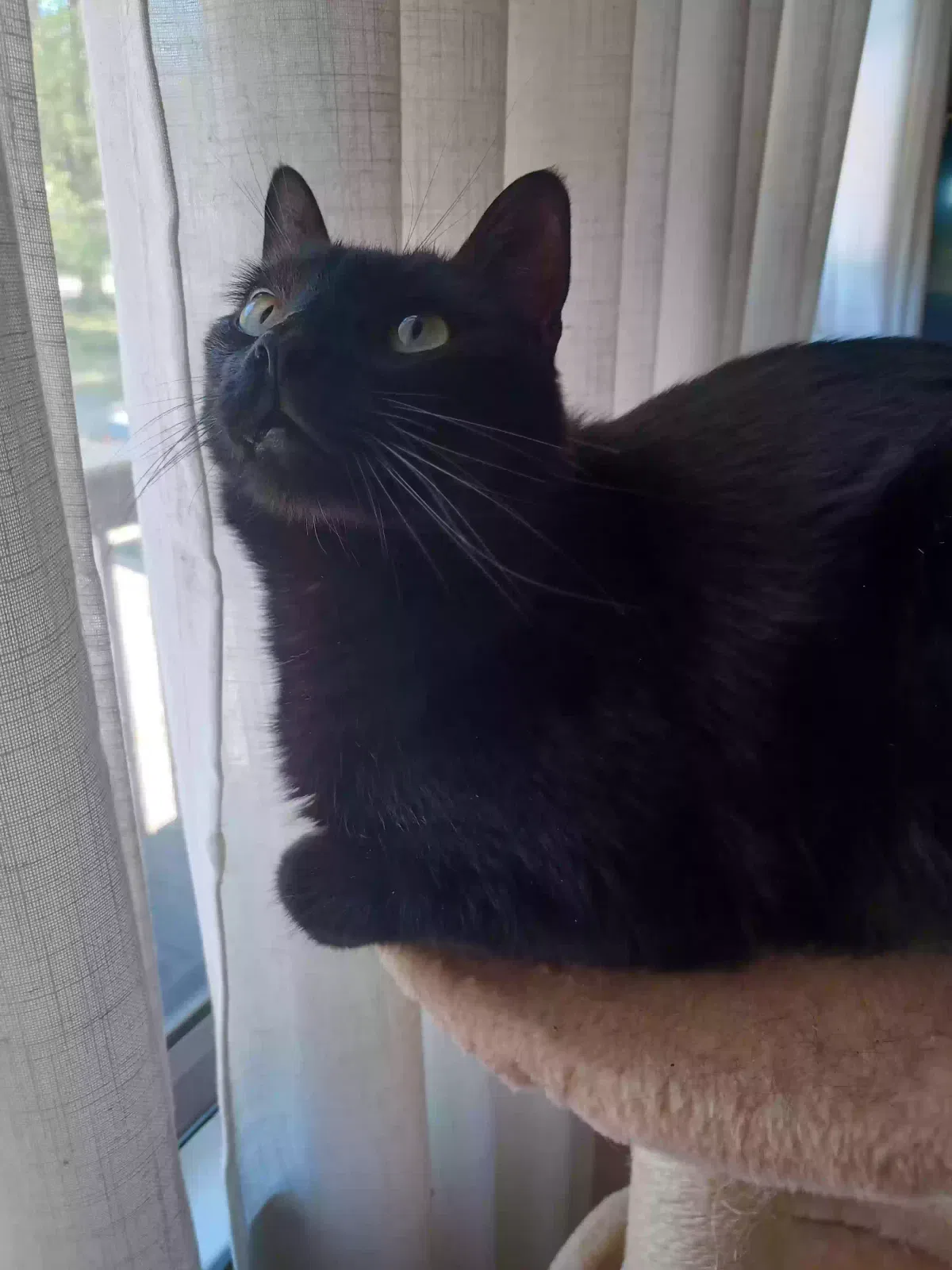 Lost cat in Absecon, NJ, 8205