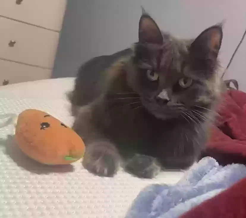 Lost cat in Livonia, MI, 48152