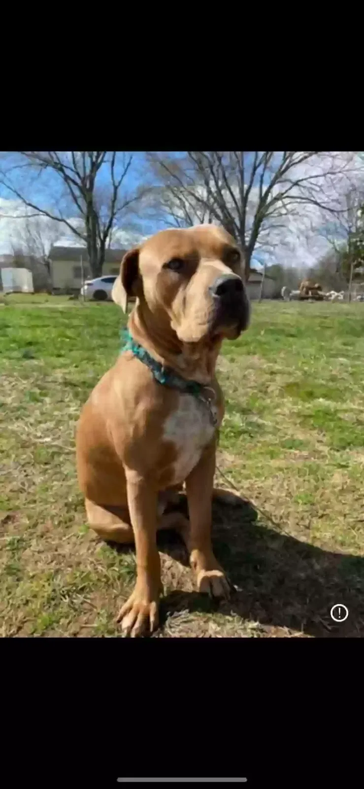 Lost dog in Hazel Green, AL, 35750