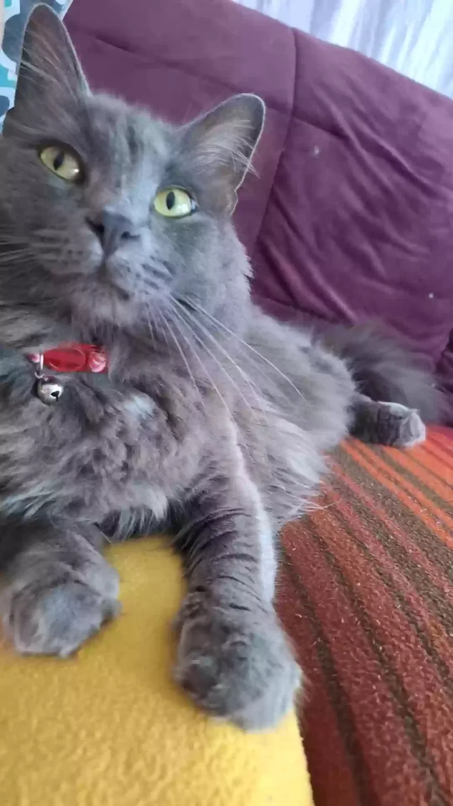 Lost cat in Indianapolis, IN, 46219