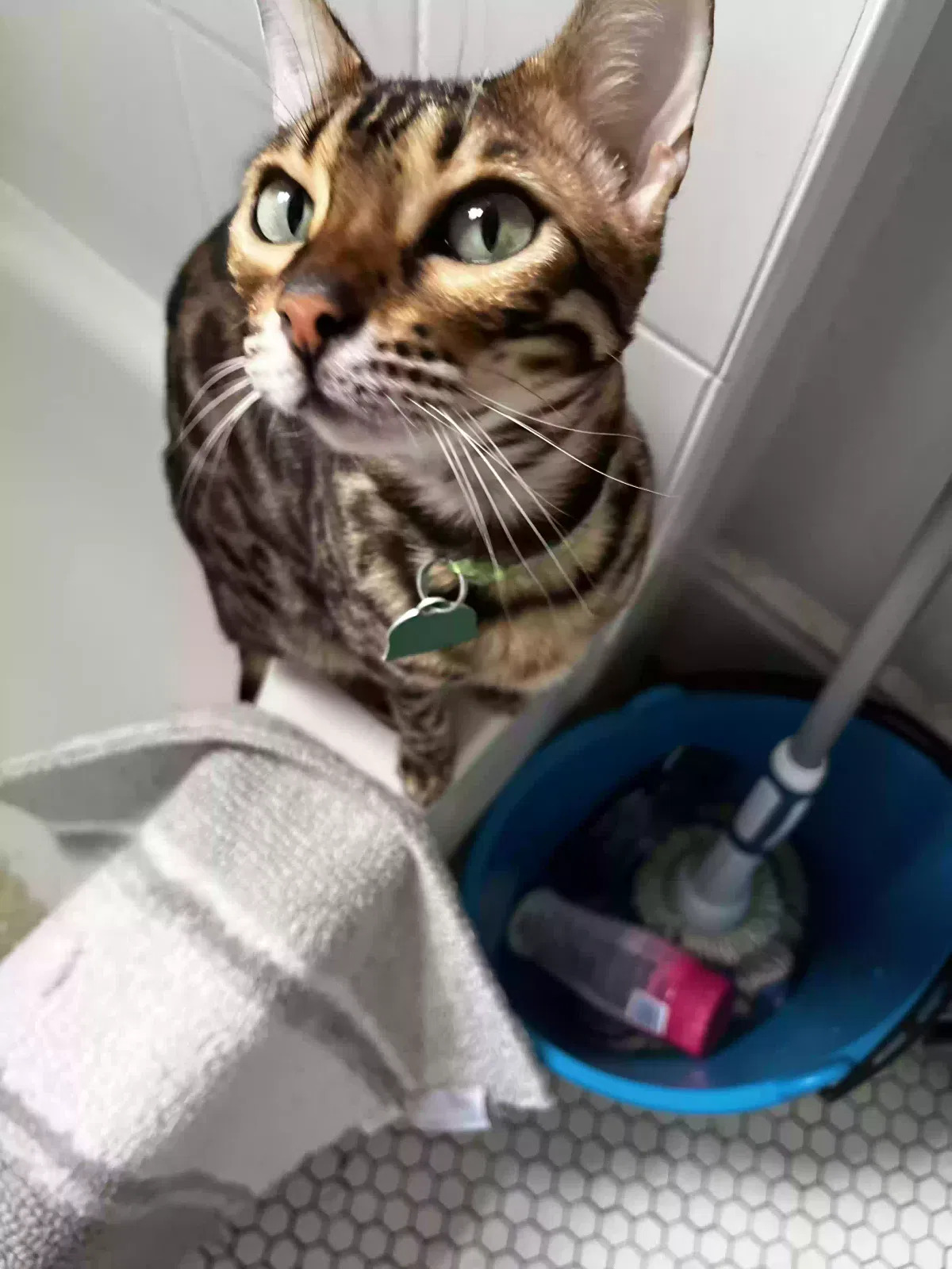 Lost cat in Jersey City, NJ, 7305