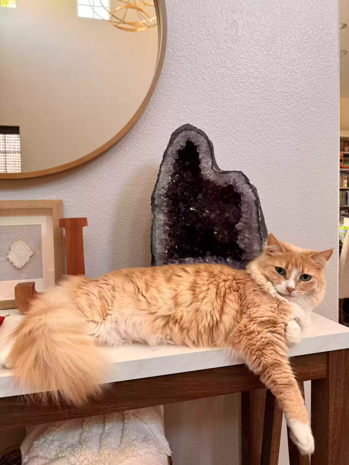 Lost cat in Highland, CA, 92346