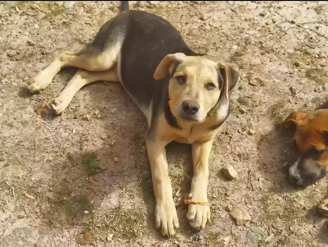 Lost dog in Gainesville, GA, 30507