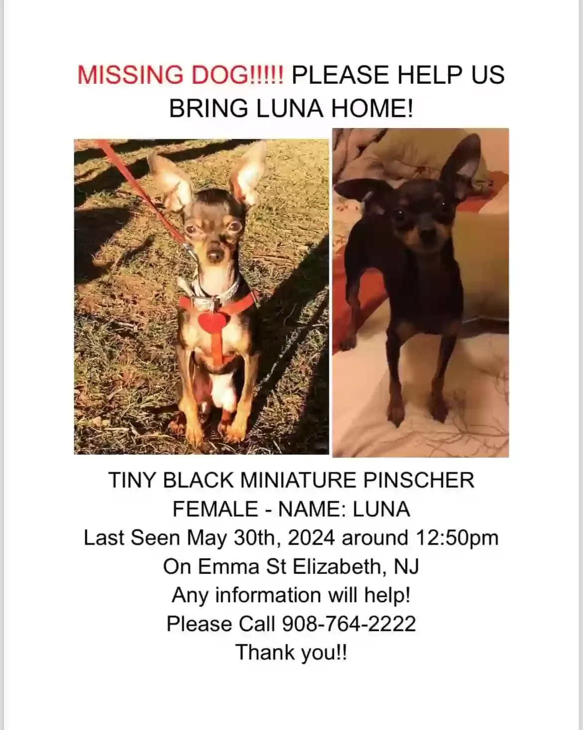 Lost dog in Elizabeth, NJ, 7201