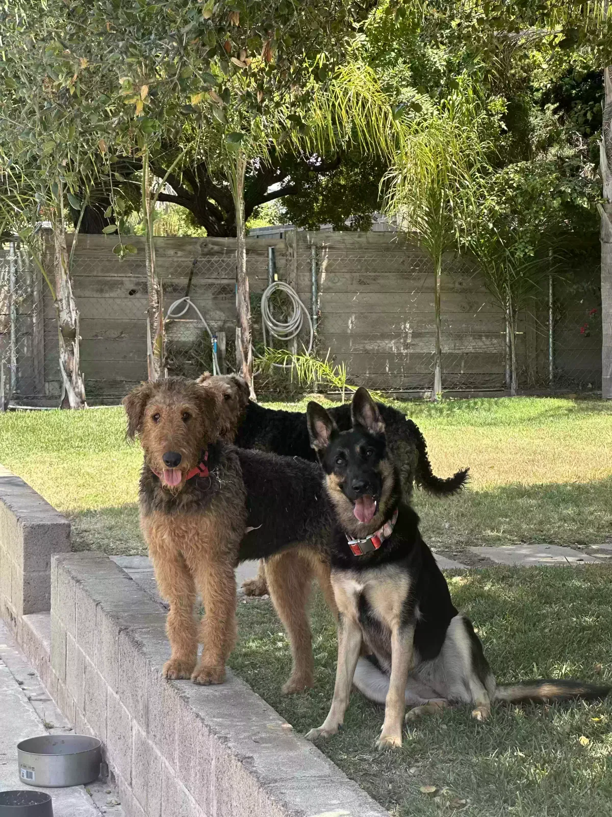 Lost dog in San Diego, CA, 92110