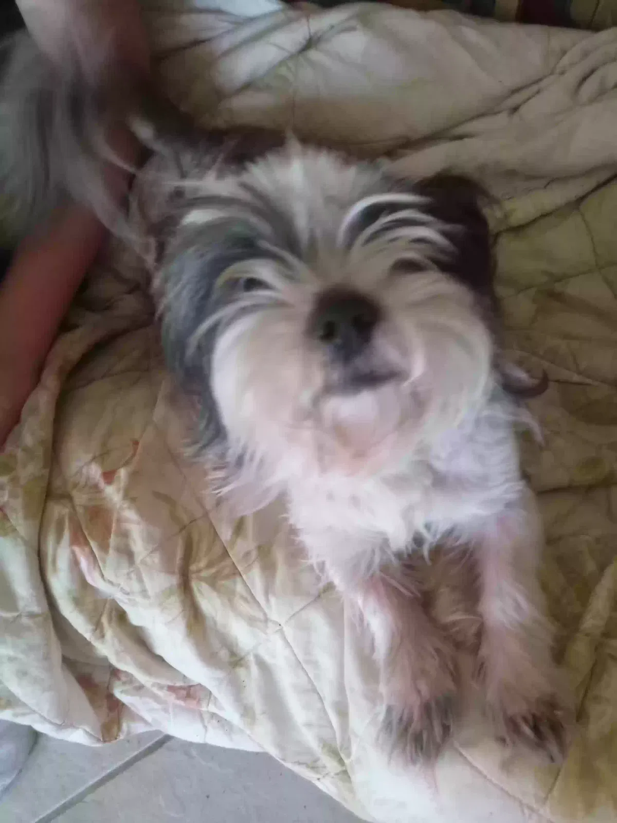 Lost dog in Ocean Springs, MS, 39564