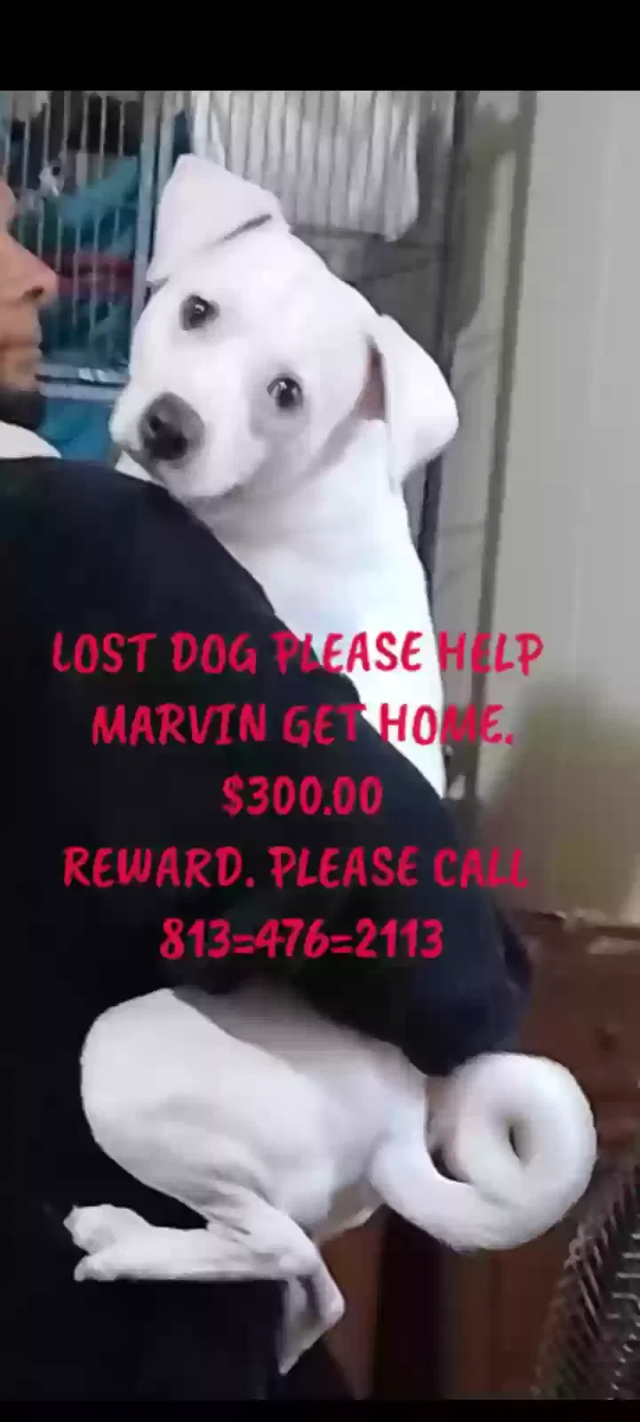 Lost dog in Tampa, FL, 33612