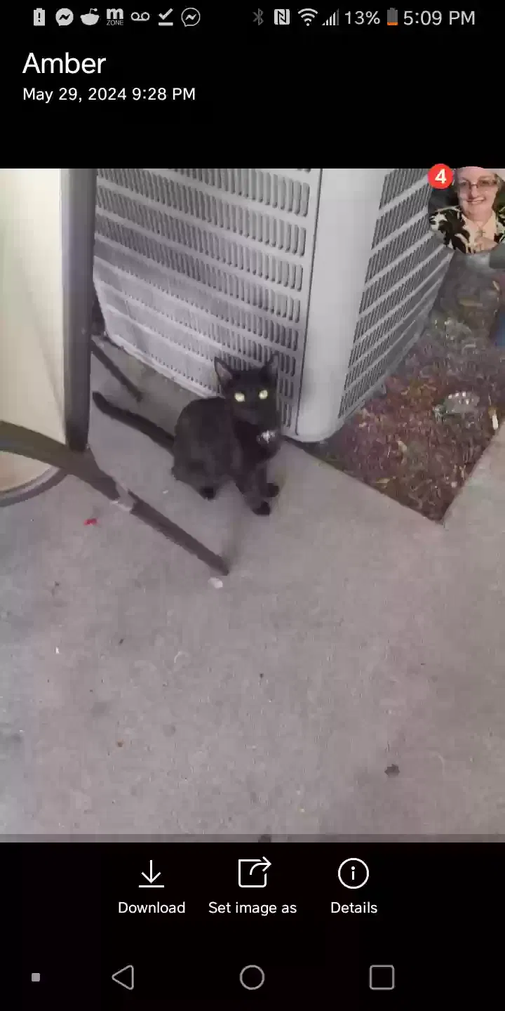 Lost cat in San Bernardino, CA, 92404