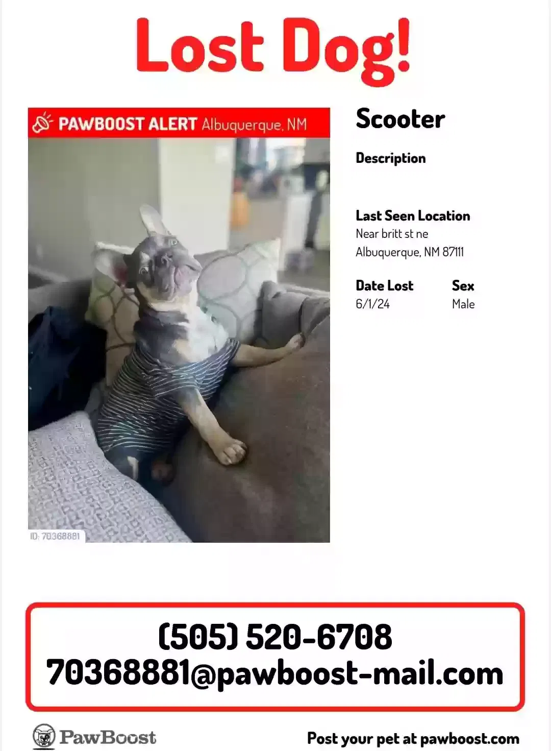 Lost dog in Albuquerque, NM, 87111