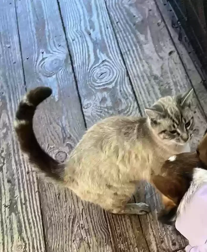 Lost cat in Wesley Chapel, FL, 33543