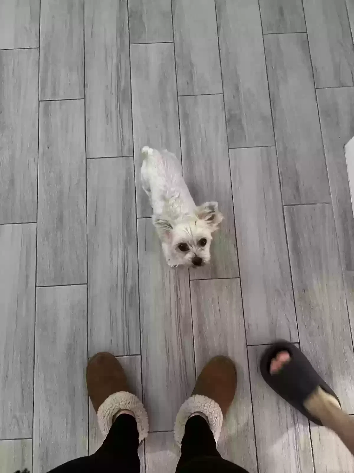 Lost dog in Pompano Beach, FL, 33063