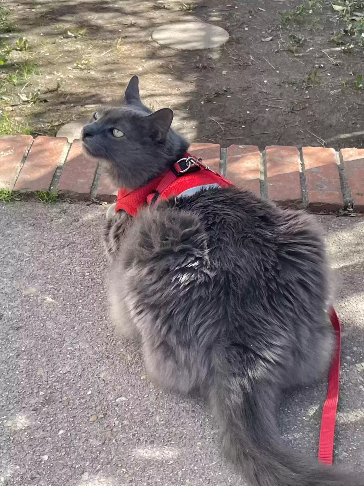Lost cat in Norfolk, VA, 23505