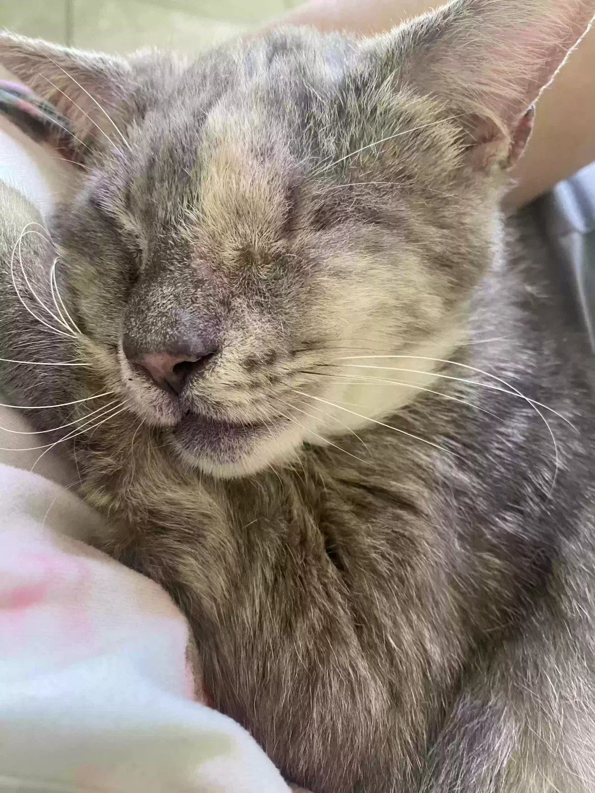Lost cat in Tampa, FL, 33624
