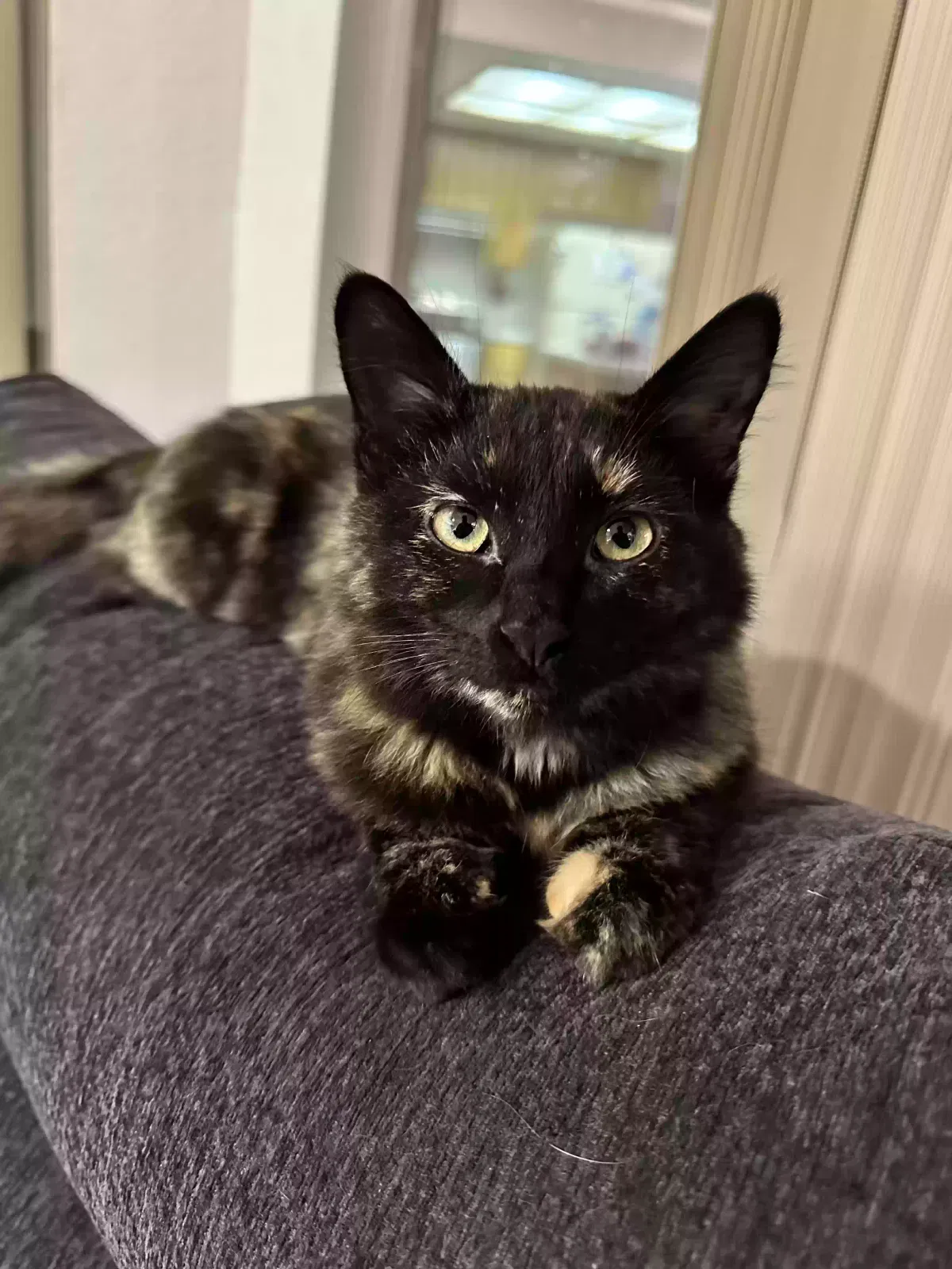 Lost cat in Roseville, CA, 95661