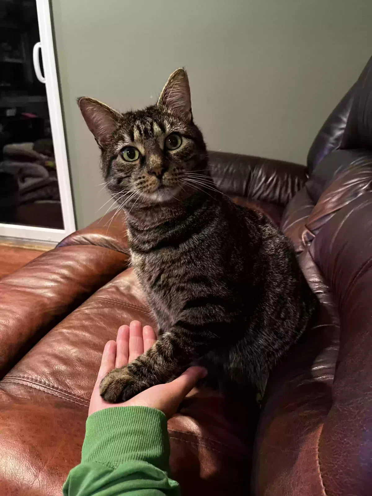 Lost cat in Boyertown, PA, 19512