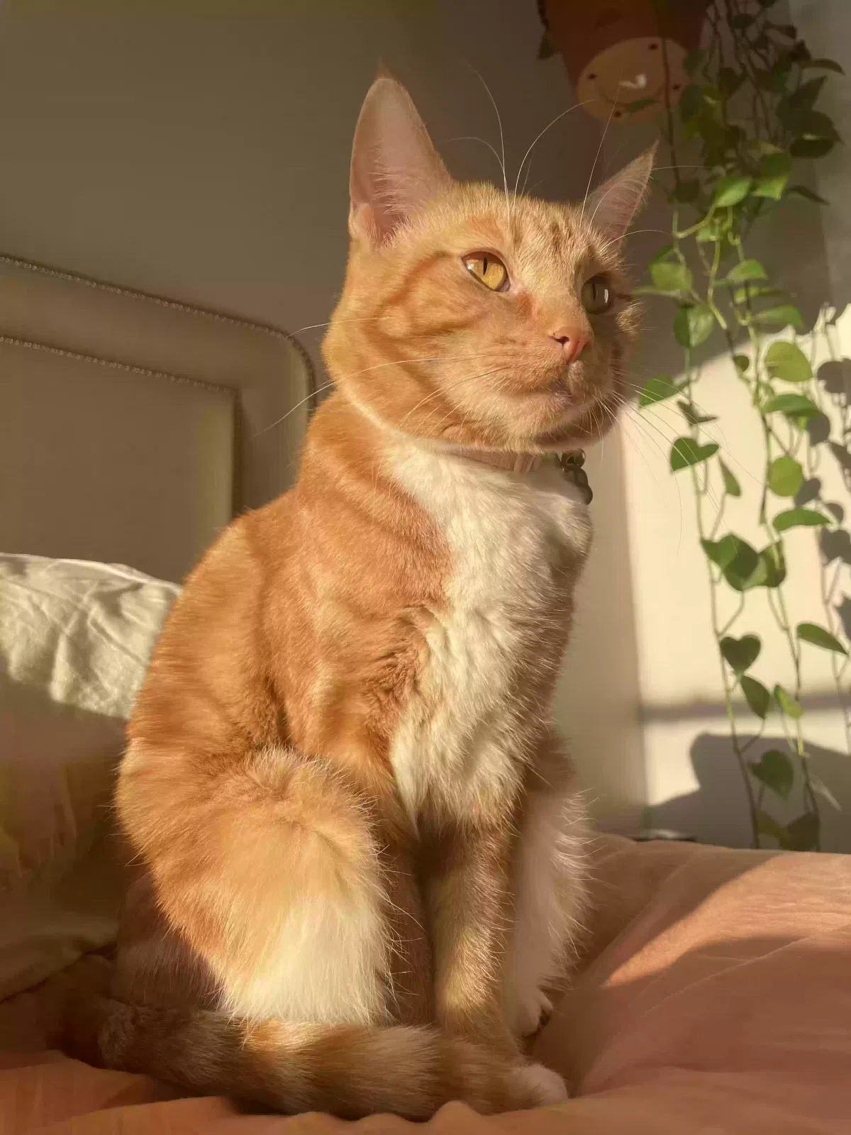 Lost cat in Bailey, MI, 49303