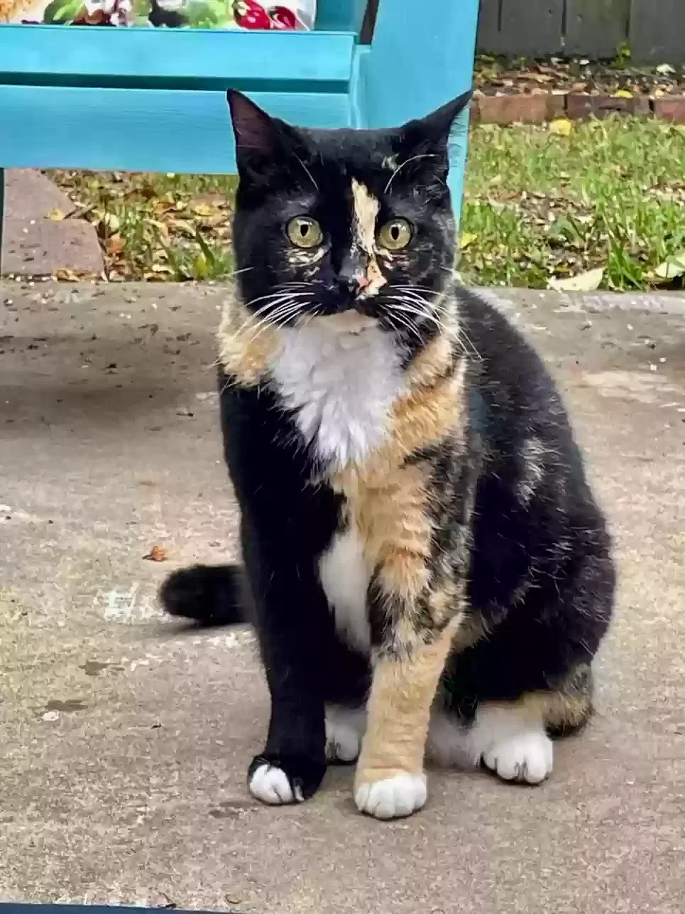 Lost cat in Madison, MS, 39110
