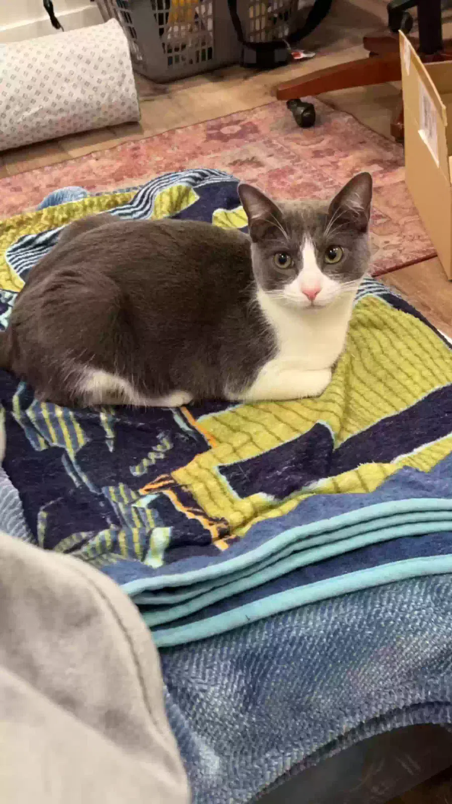 Lost cat in Santa Cruz, CA, 95062