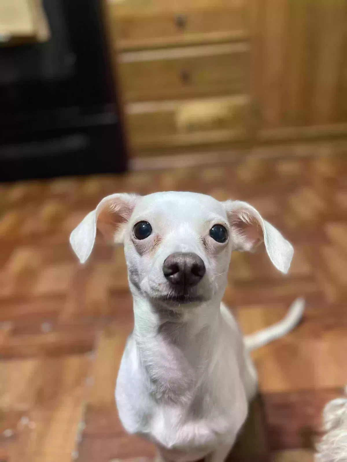 Lost dog in Austin, TX, 78724