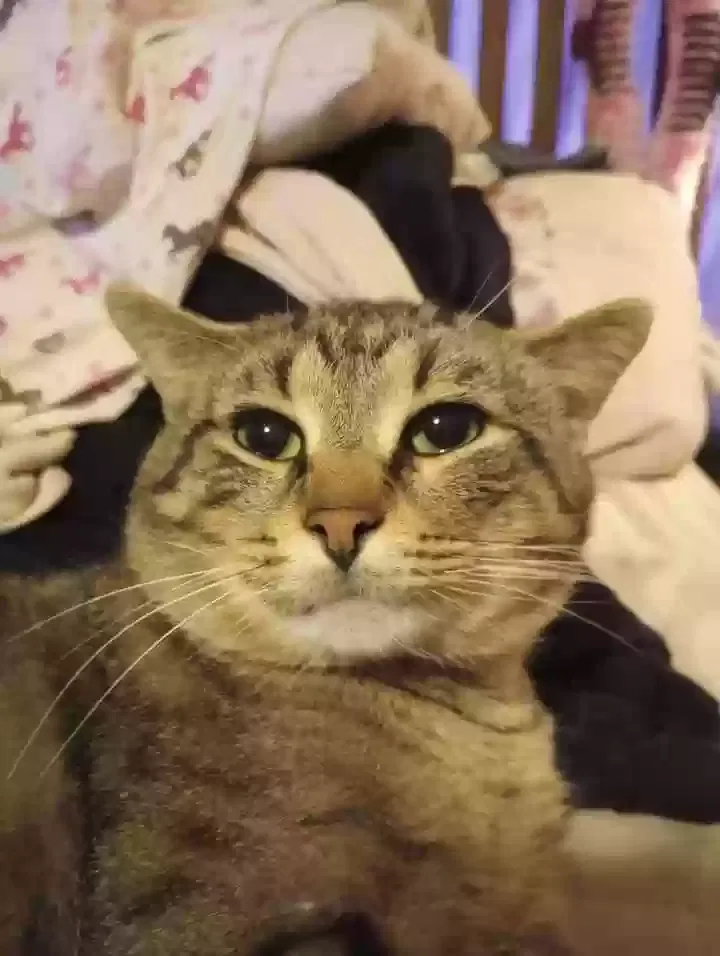 Lost cat in Abrams, WI, 54101