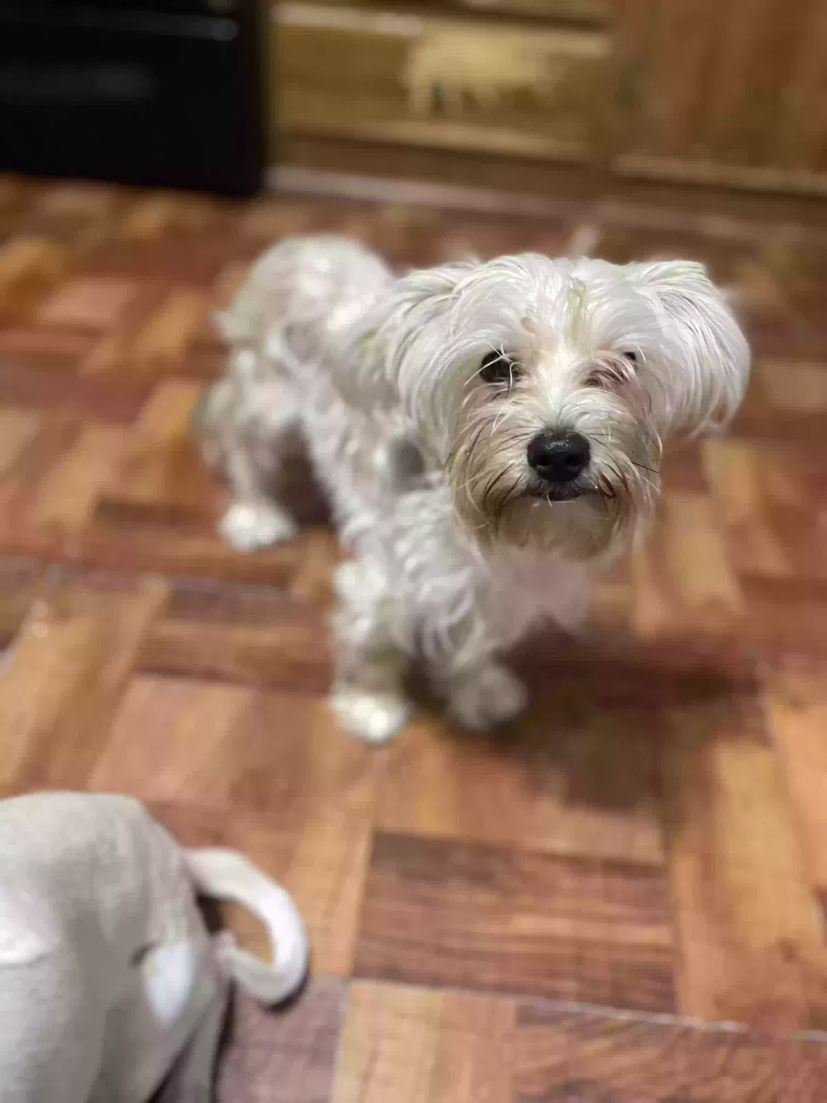 Lost dog in Austin, TX, 78724