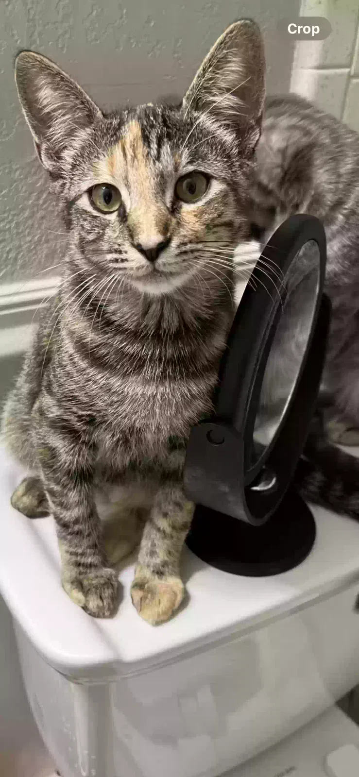 Lost cat in Leander, TX, 78641