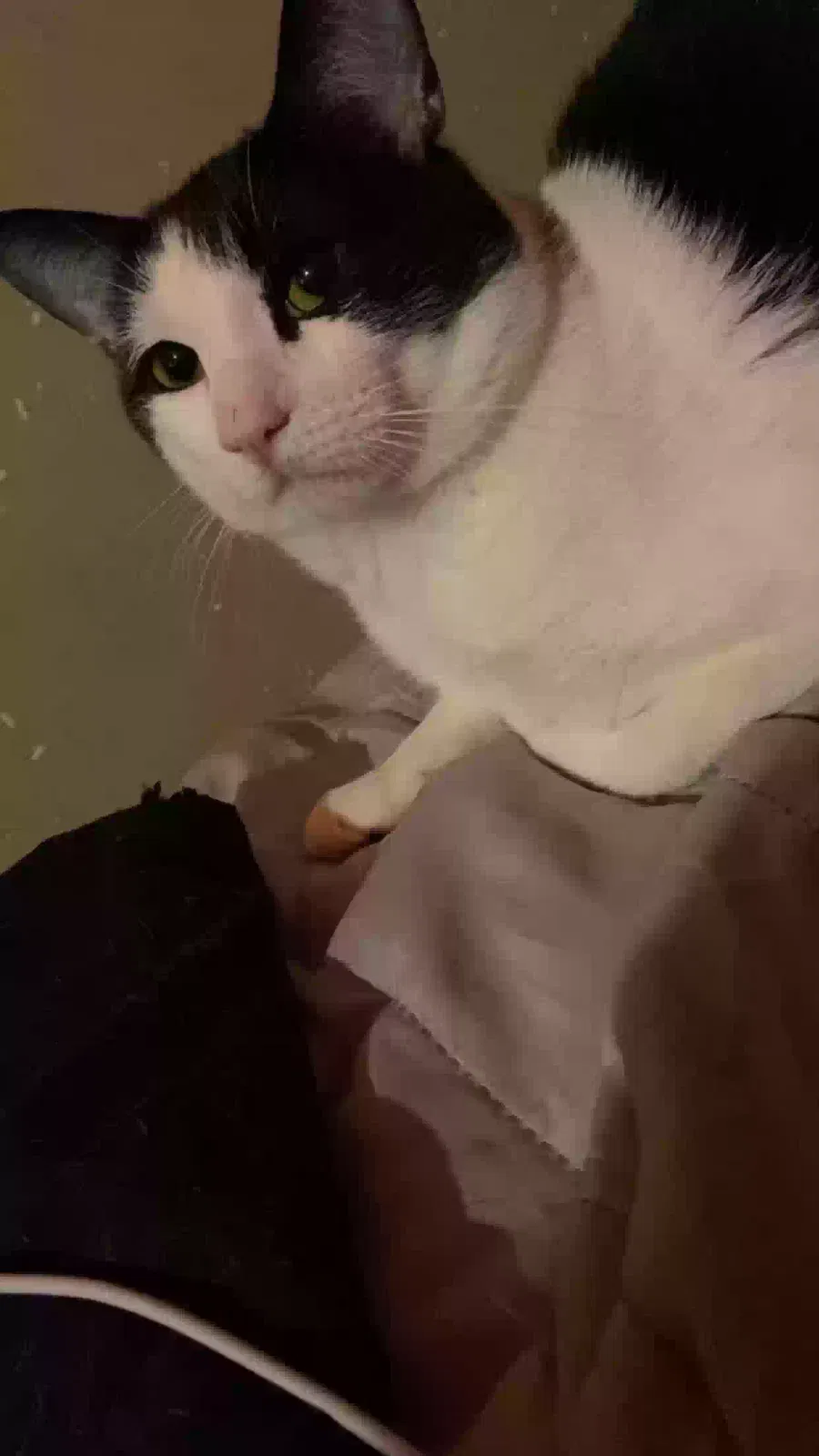 Lost cat in Mesa, AZ, 85205