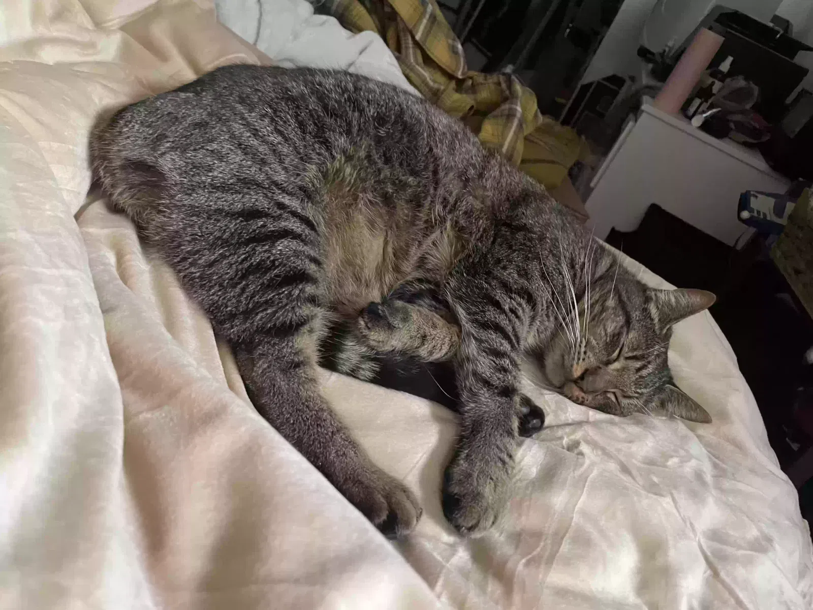 Lost cat in Portland, OR, 97217