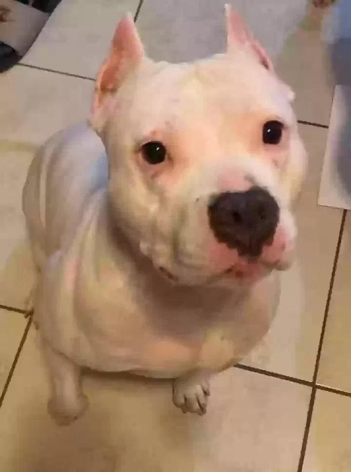 Lost dog in Miami, FL, 33135