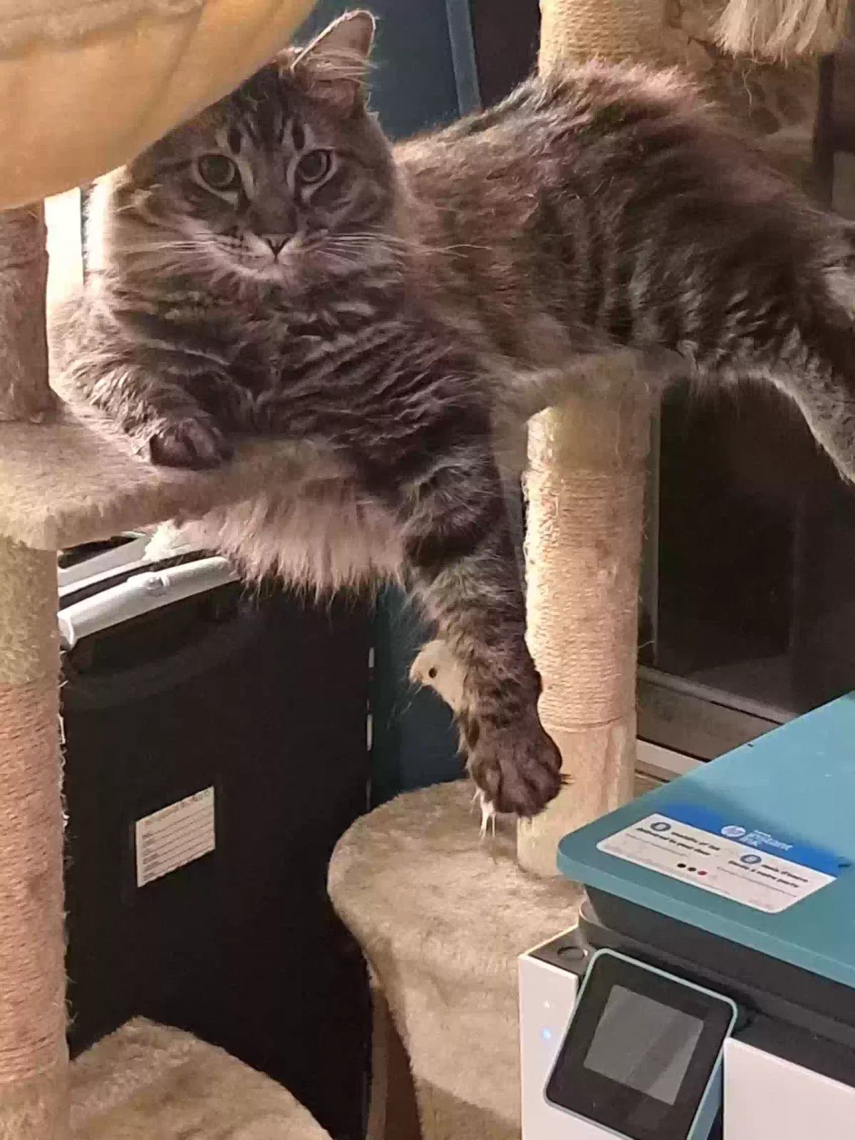 Lost cat in Acworth, GA, 30102