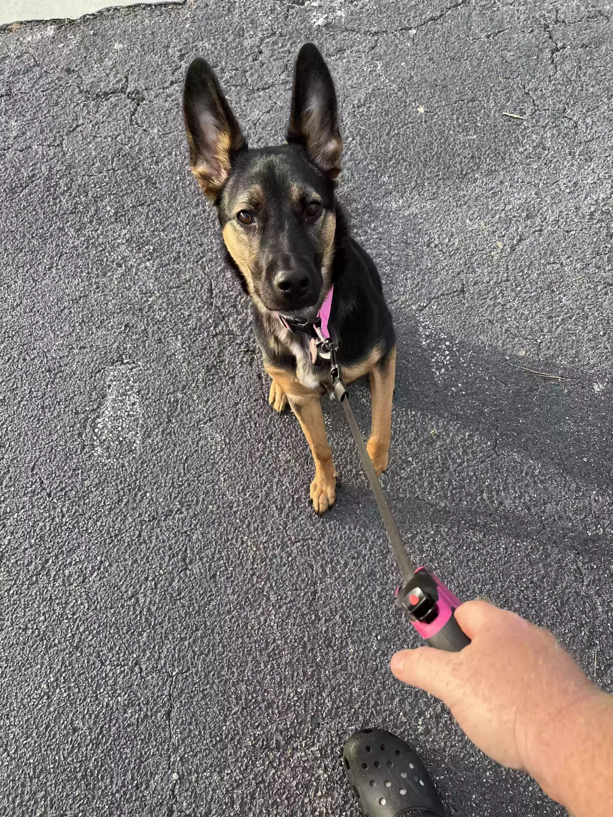 Lost dog in Locust Grove, GA, 30248