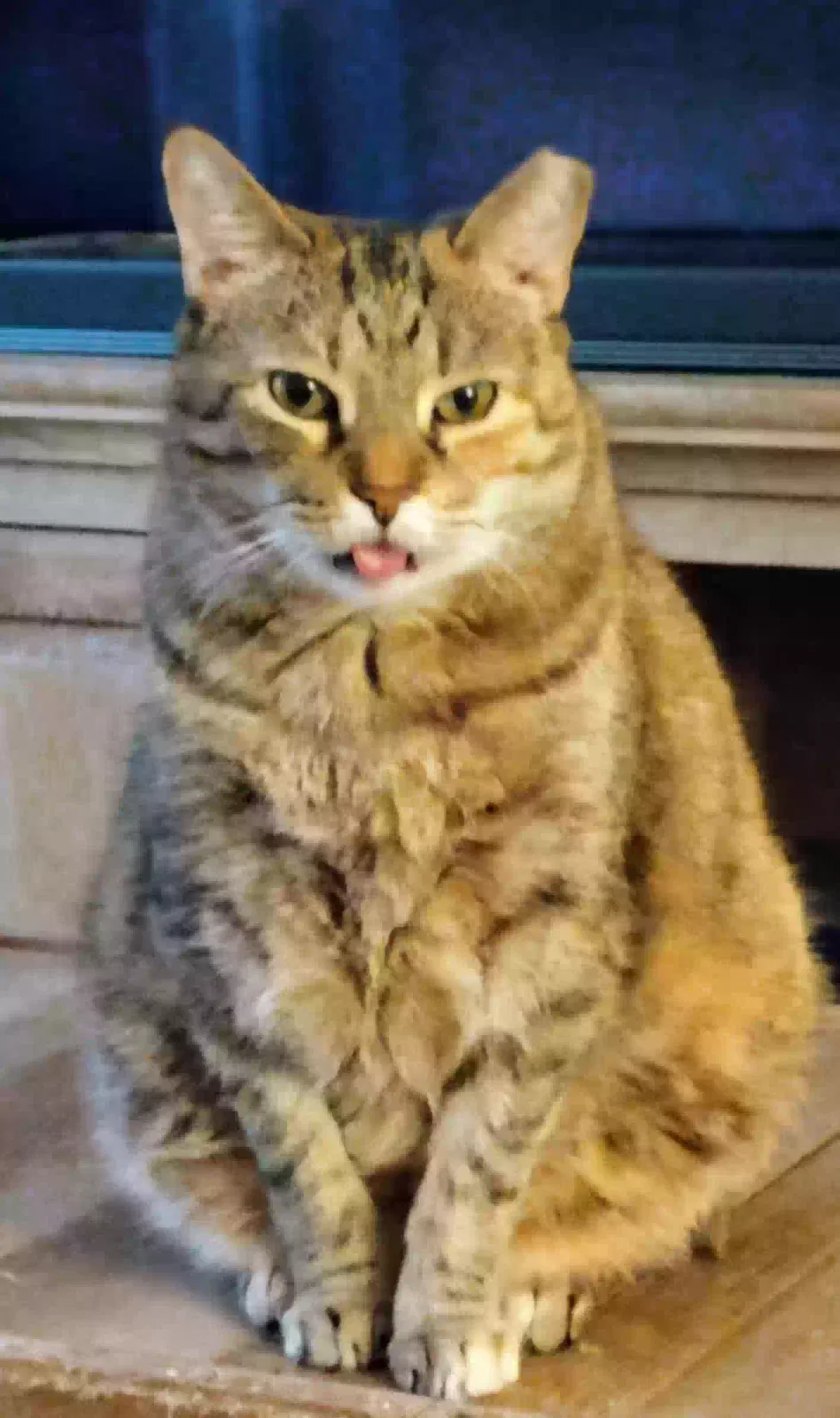 Lost cat in Elverson, PA, 19520