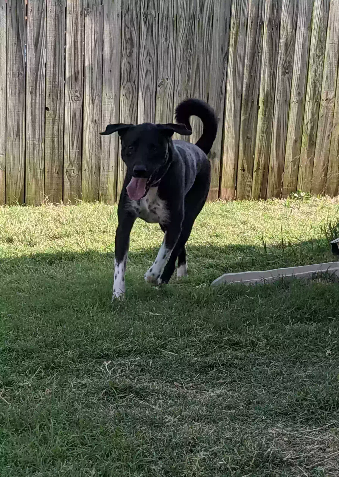 Lost dog in Oklahoma City, OK, 73162