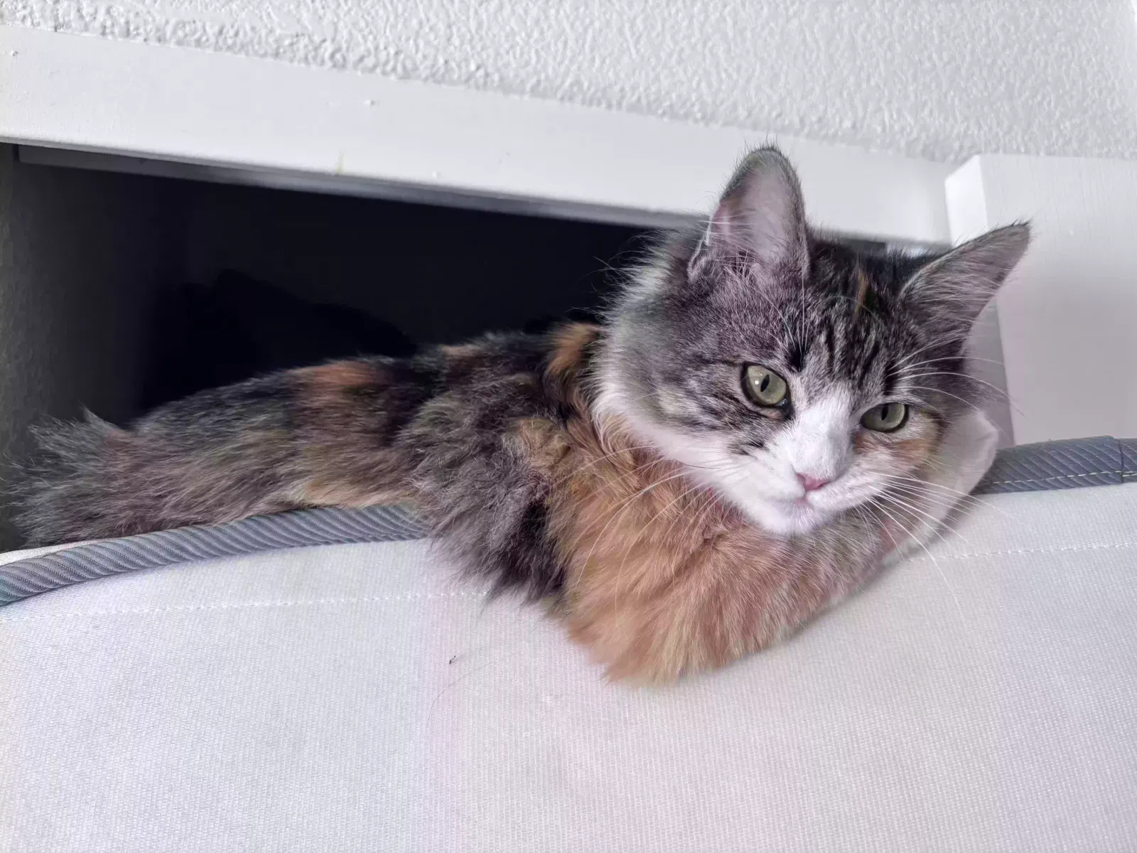 Lost cat in Glen Ellen, CA, 95442