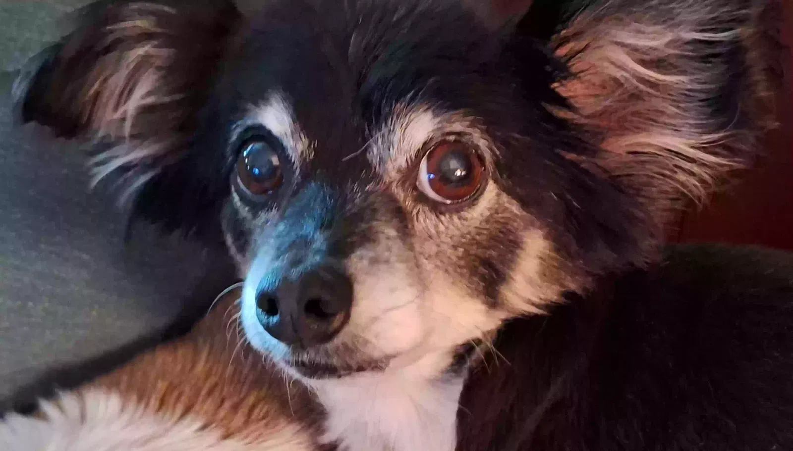 Lost dog in Albuquerque, NM, 87112