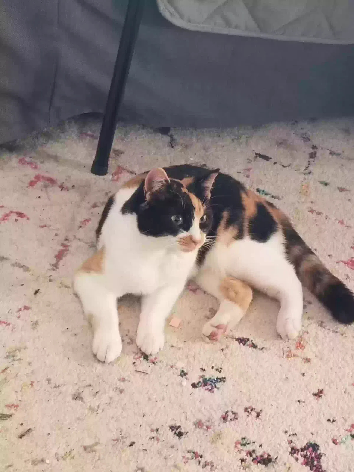 Lost cat in Alexandria, VA, 22307