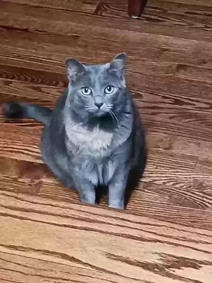 Lost cat in Washington, NJ, 7882