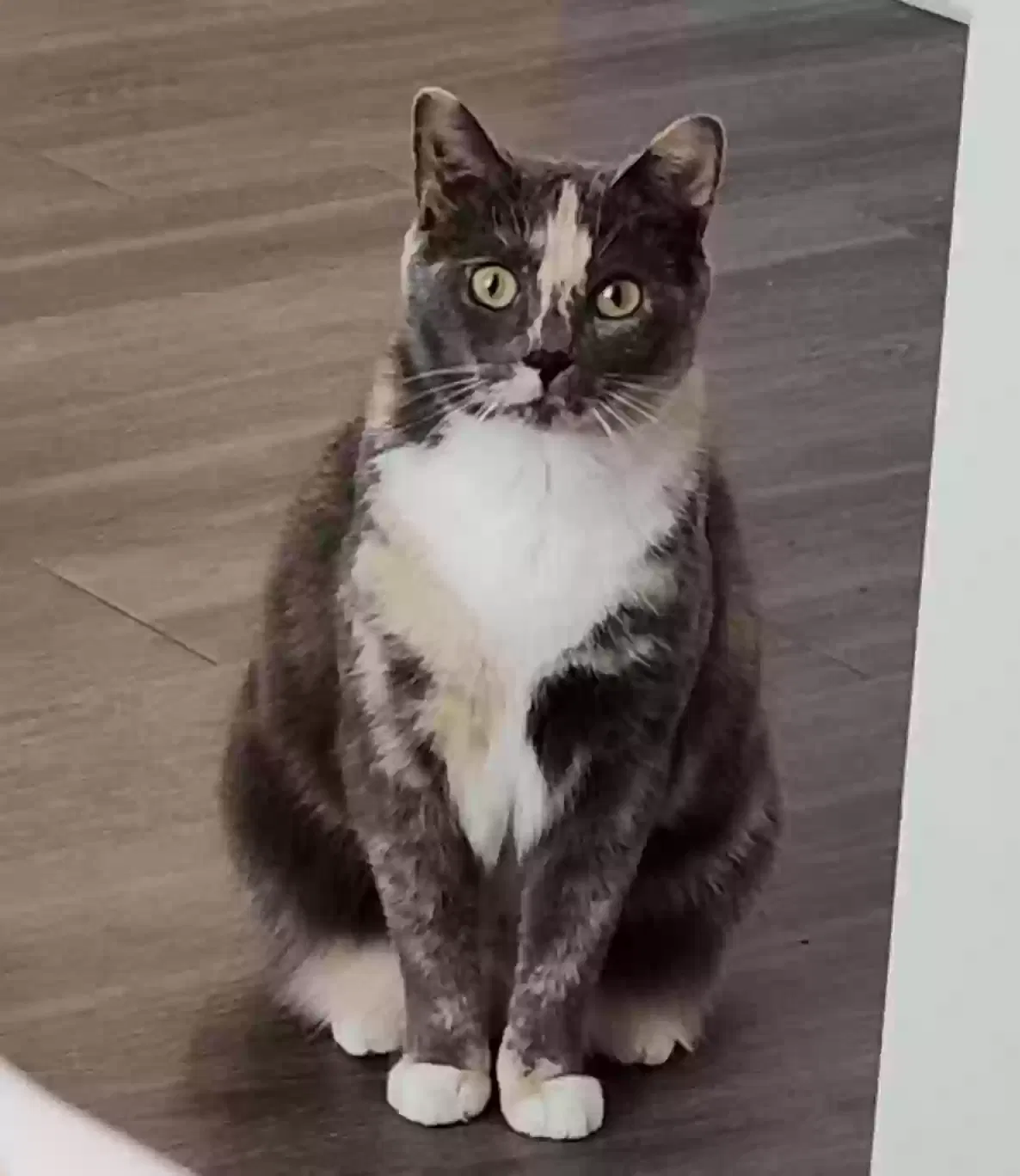 Lost cat in Gainesville, GA, 30506