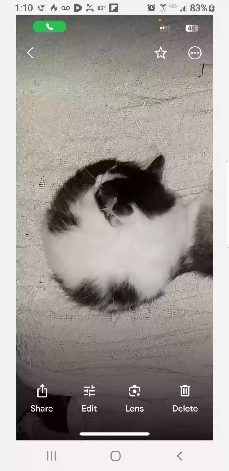 Lost cat in Cataula, GA, 31804