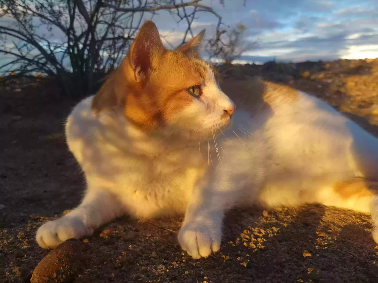 Lost cat in Coaldale, CO, 81222